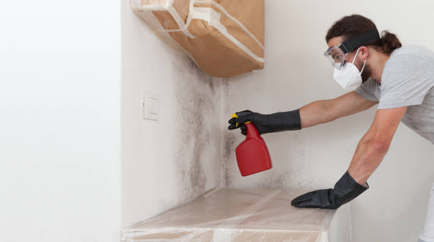 Professional Black Mold Remediation technician working in Broadway, VA